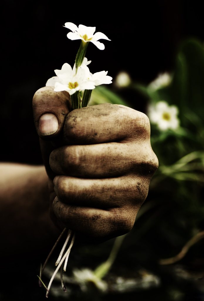 Blume in Hand